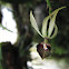 Orquídea Encyclia brassavolae