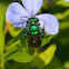 Orchid Bee