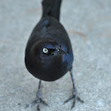 Brewer's Blackbird