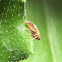 Leafhopper. Saltahojas