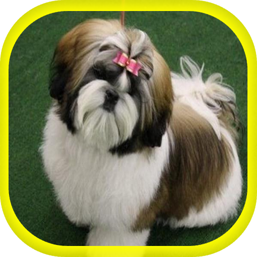 Cachorros Shih Tzu LOGO-APP點子