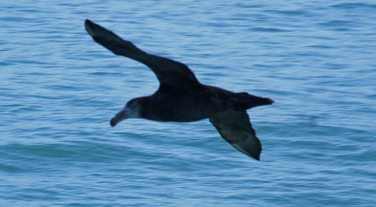 Southern Giant Petrel