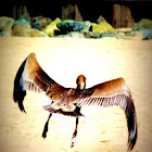 Pelicano pardo del Caribe