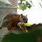 Common squirrel