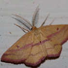 Chickweed Geometer 