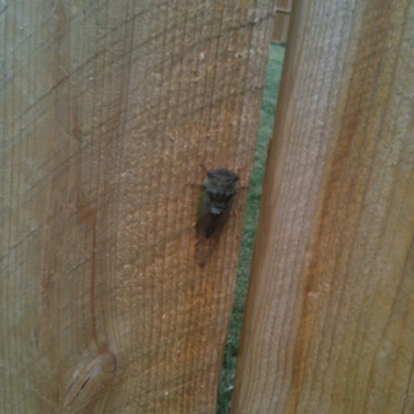 Cicada | Project Noah