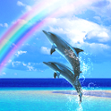 Dolphin Rainbow Free