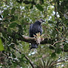 American Black Vulture
