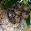 Snails on a tree
