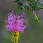 Kalahari Christmas Tree, Bell Mimosa