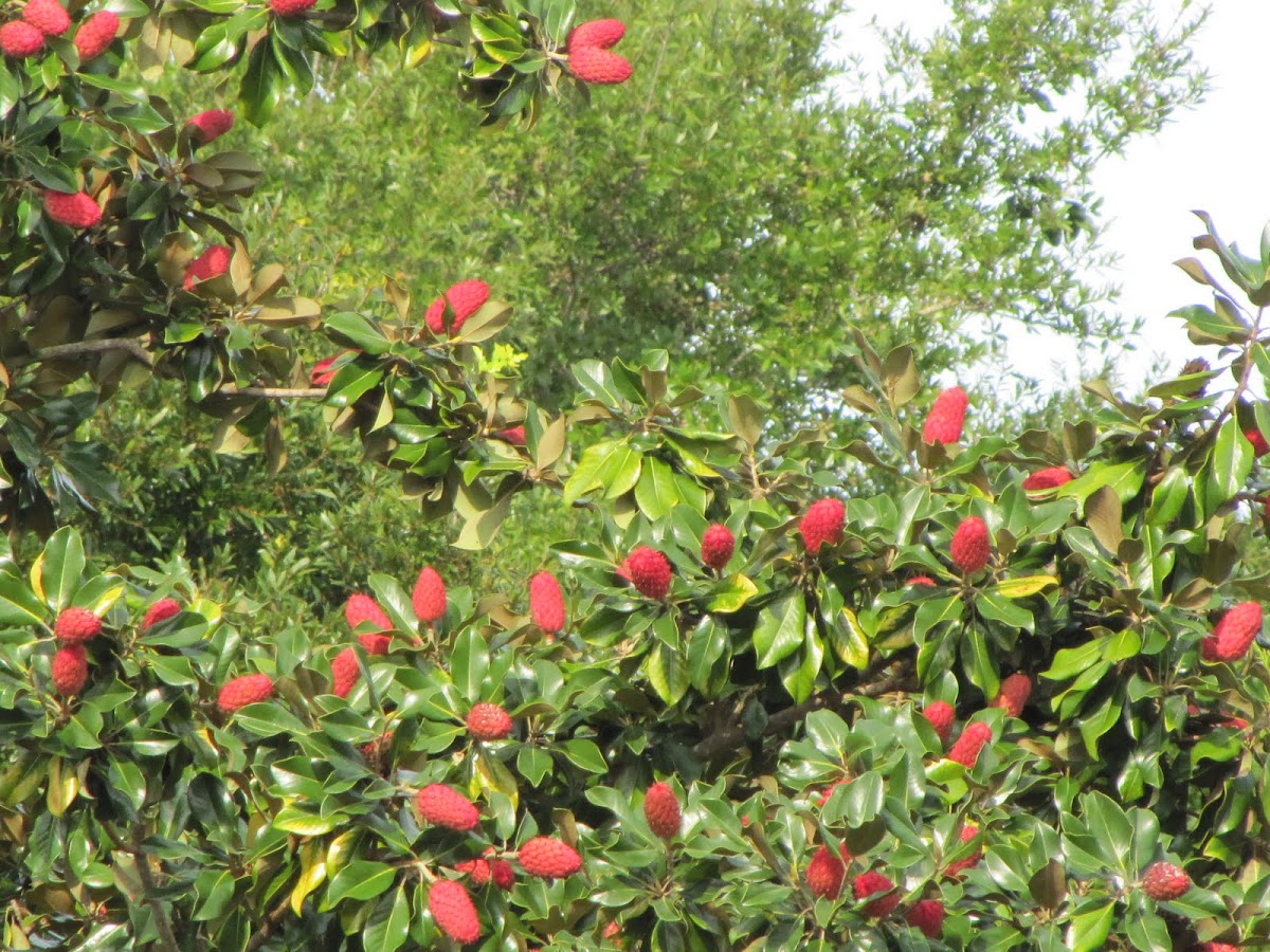 Magnolia fruit