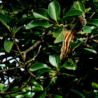 Indian palm squirrel