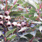 Pink gum capsules