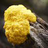 Scrambled Egg Slime Mold