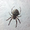 Black Araneidae Spider