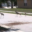 Sandhill Crane