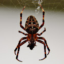 Cross Orb Weaver