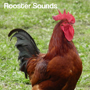 K8LxK4qv8eOlYYSiZKFGMO8JJ0G_ hjfceINkHAazaZ3Z9UR CZ31FZeKXSwp5Fr8Q=w300