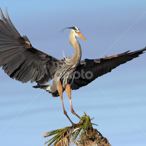 Great Blue Heron Landing by Sandra Blair - Animals Birds