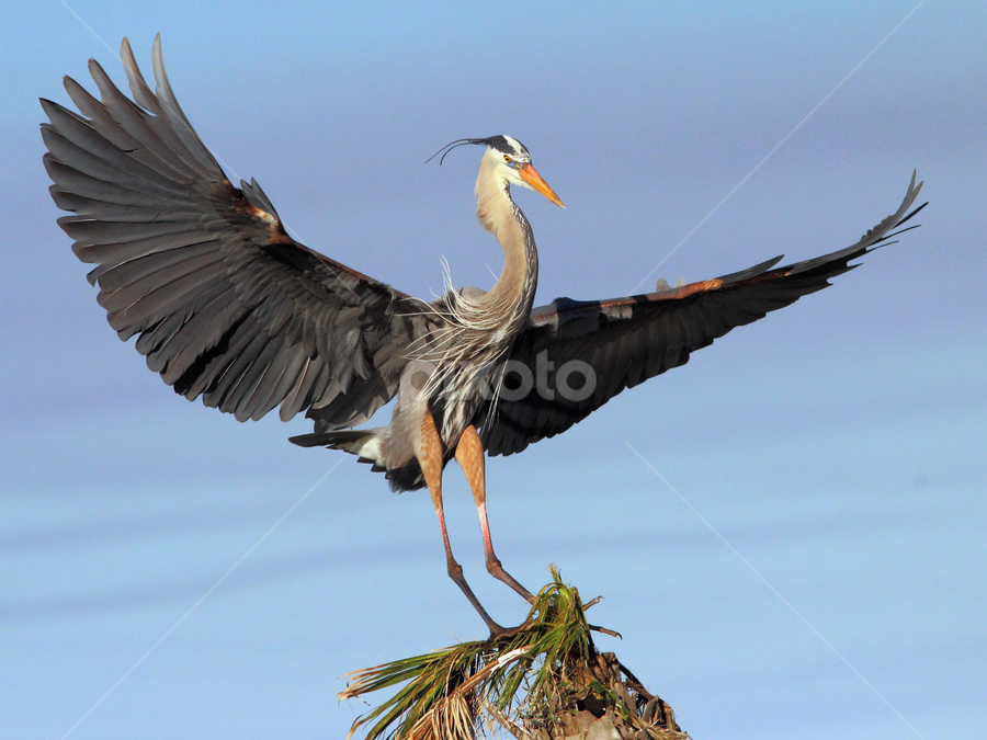 Great Blue Heron Landing by Sandra Blair - Animals Birds
