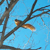 Fox Squirrels