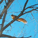 Fox Squirrels