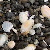 Pipi shells