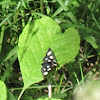 Eight Spotted Forester Moth