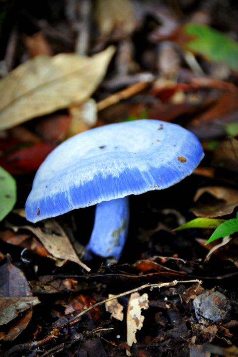 Indigo Milk Cap