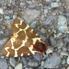 Garden Tiger Moth