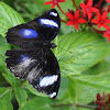 Common Eggfly Butterfly