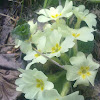 common primrose
