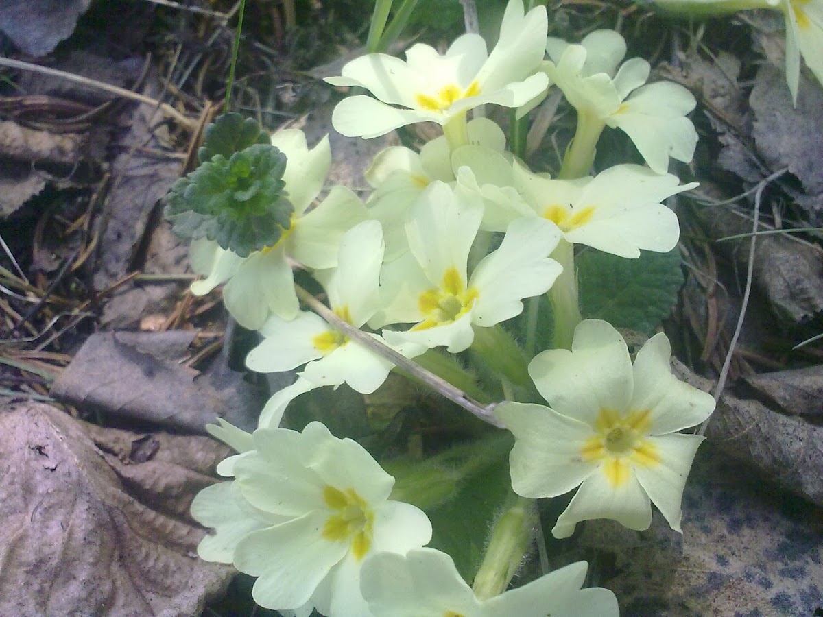 common primrose