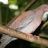 Red-billed Pigeon