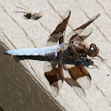 Common Whitetail dragonfly (male)
