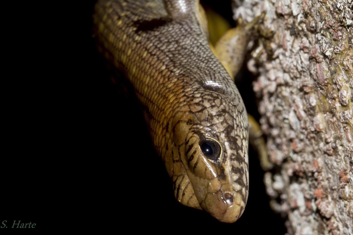 Water skink