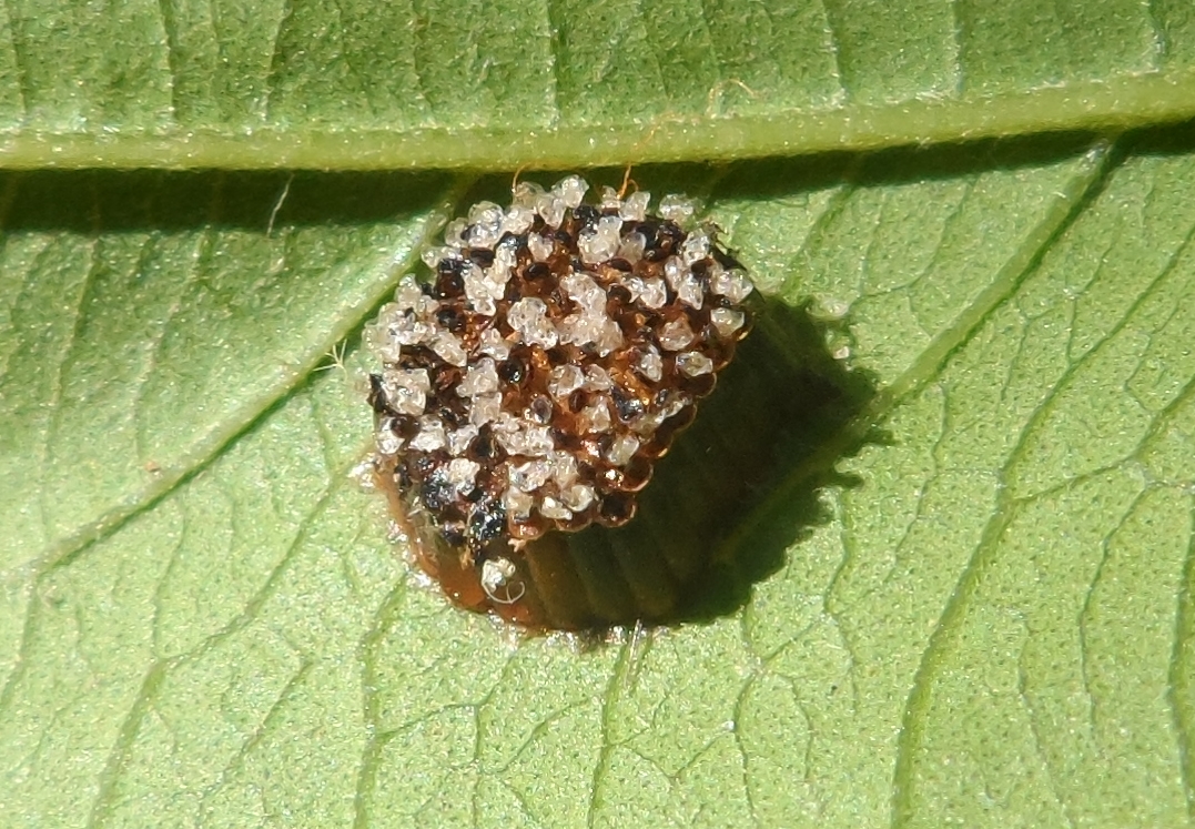 Stilt bug - eggs