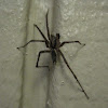 Unknown Grass Spider