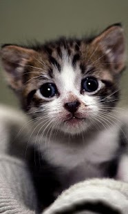 How to get Funny kitty pet lastet apk for laptop