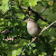 House Sparrow / Haussperling (female)