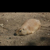 Black-tailed Prairie Dog