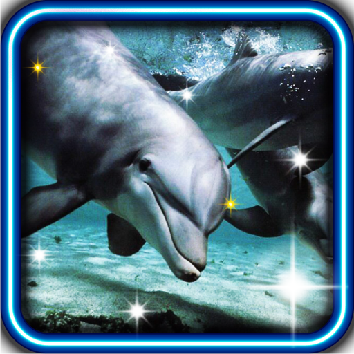 Dolphins Great Photo HQ LWP LOGO-APP點子