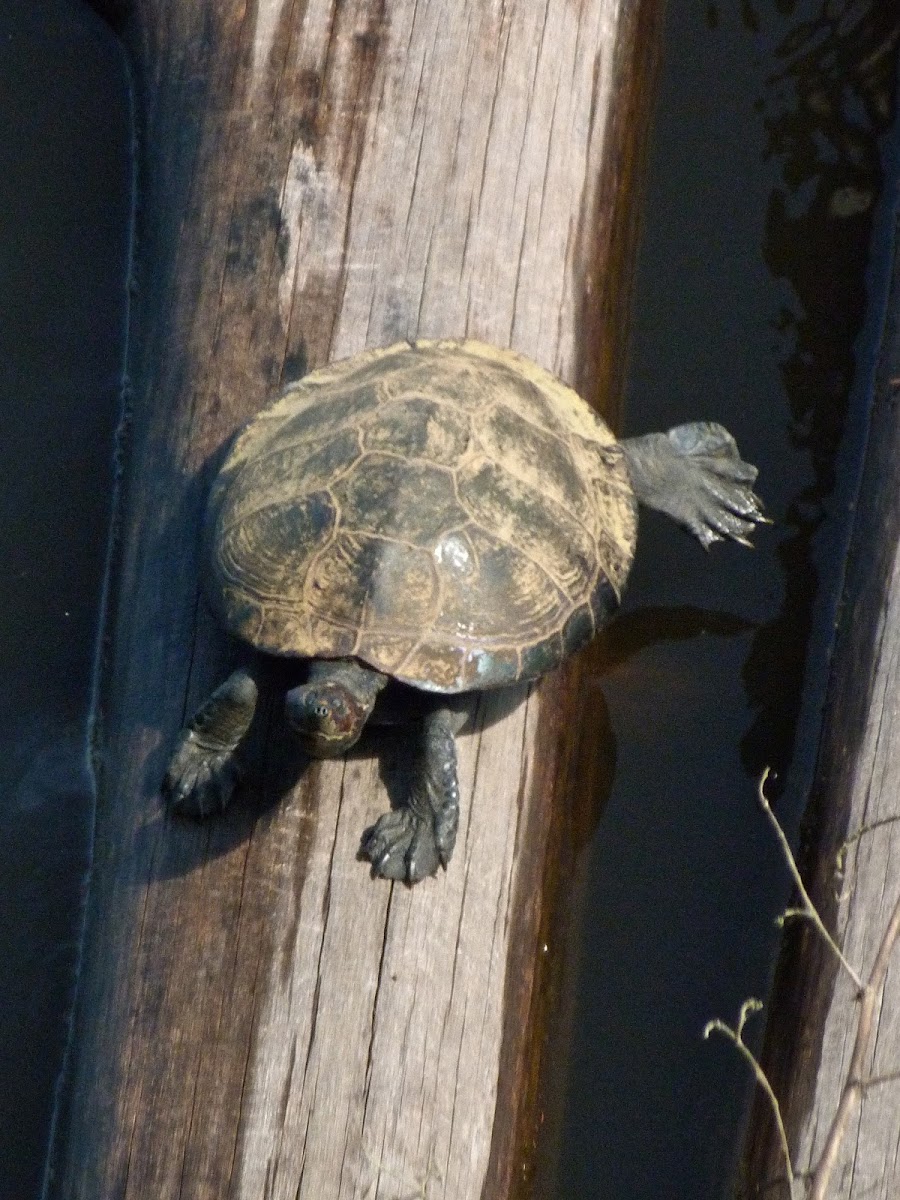 Yellow-spotted amazon river turtle