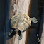 Yellow-spotted amazon river turtle