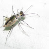 Gulfshore Tiger Beetle