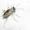Gulfshore Tiger Beetle