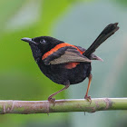 Red-backed Fairy-wren