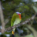 Red-bearded Bee-eater