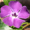 Purple-Flowered Common Periwinkle