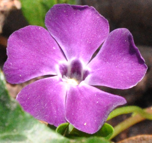 Purple-Flowered Common Periwinkle | Project Noah Purple-Flowered Common Periwinkle